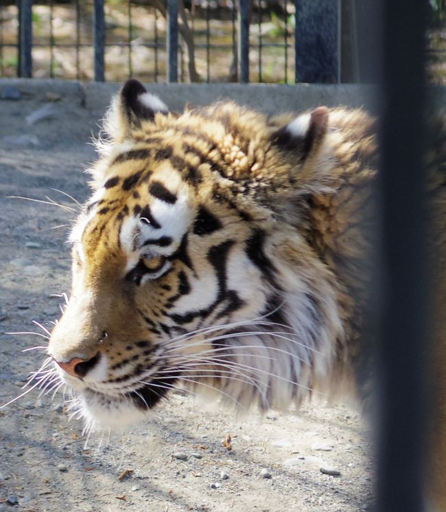 ５月１１日のおびひろ動物園の猫たちと重鎮たち_b0014576_21362223.jpg