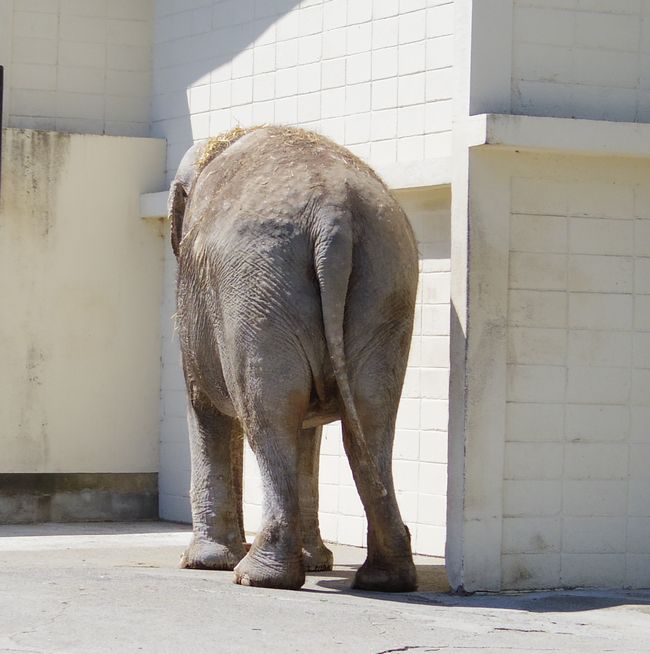 ５月１１日のおびひろ動物園の猫たちと重鎮たち_b0014576_21410509.jpg