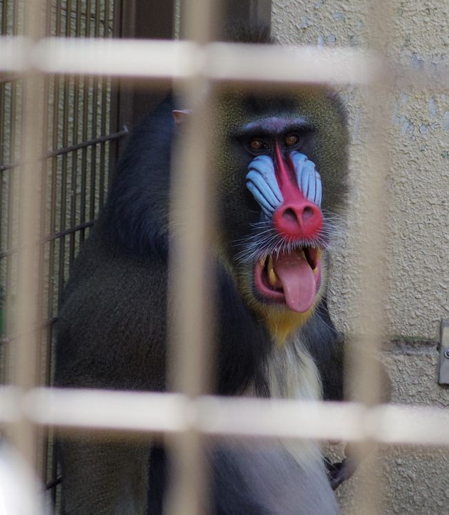 ５月１１日のおびひろ動物園の猫たちと重鎮たち_b0014576_21412652.jpg