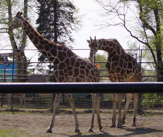 ５月１１日のおびひろ動物園の猫たちと重鎮たち_b0014576_21471146.jpg