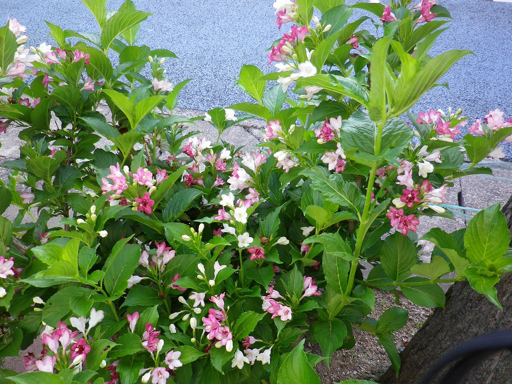 d0054276_20411397.jpg