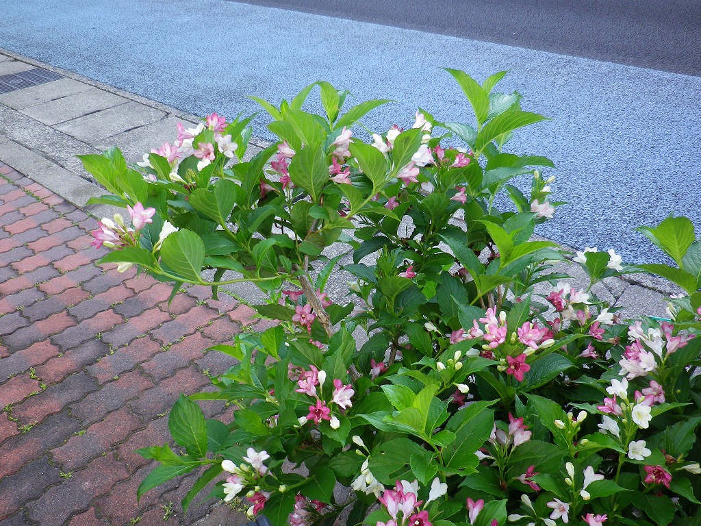 d0054276_20415166.jpg