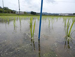 ５月２３日の田んぼ（上目黒小・枝野小）_d0247484_12291082.jpg