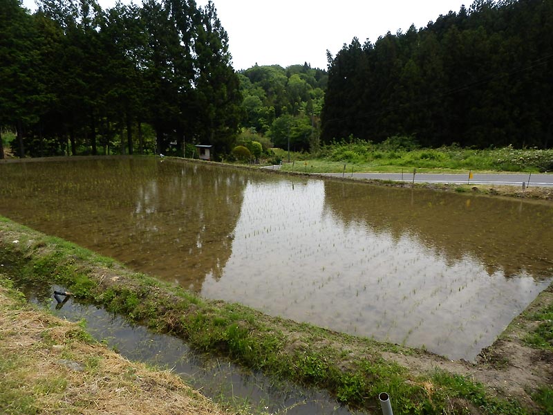 ５月２３日の田んぼ（月光原小・西根小）_d0247484_13124269.jpg