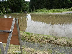 ５月２３日の田んぼ（月光原小・西根小）_d0247484_13132534.jpg