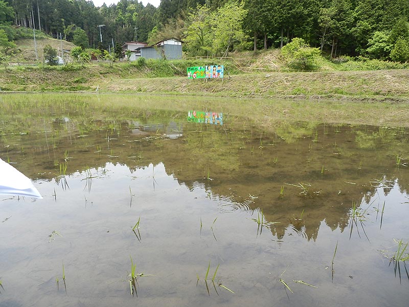 ５月２３日の田んぼ（月光原小・西根小）_d0247484_13482988.jpg