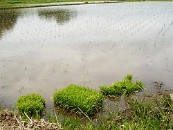 5月23日の田んぼ(目黒角田絆交流田)_d0247484_14312158.jpg