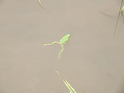 5月23日の田んぼ(目黒角田絆交流田)_d0247484_1432199.jpg