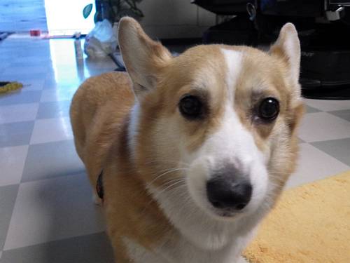 胴長短足犬の宿命 Taka でございます 胴長短足犬の宿命 Taka でございます