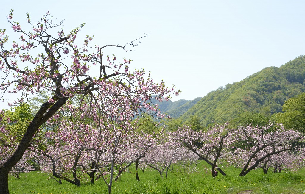 桃の花と緑_c0240388_2015359.jpg