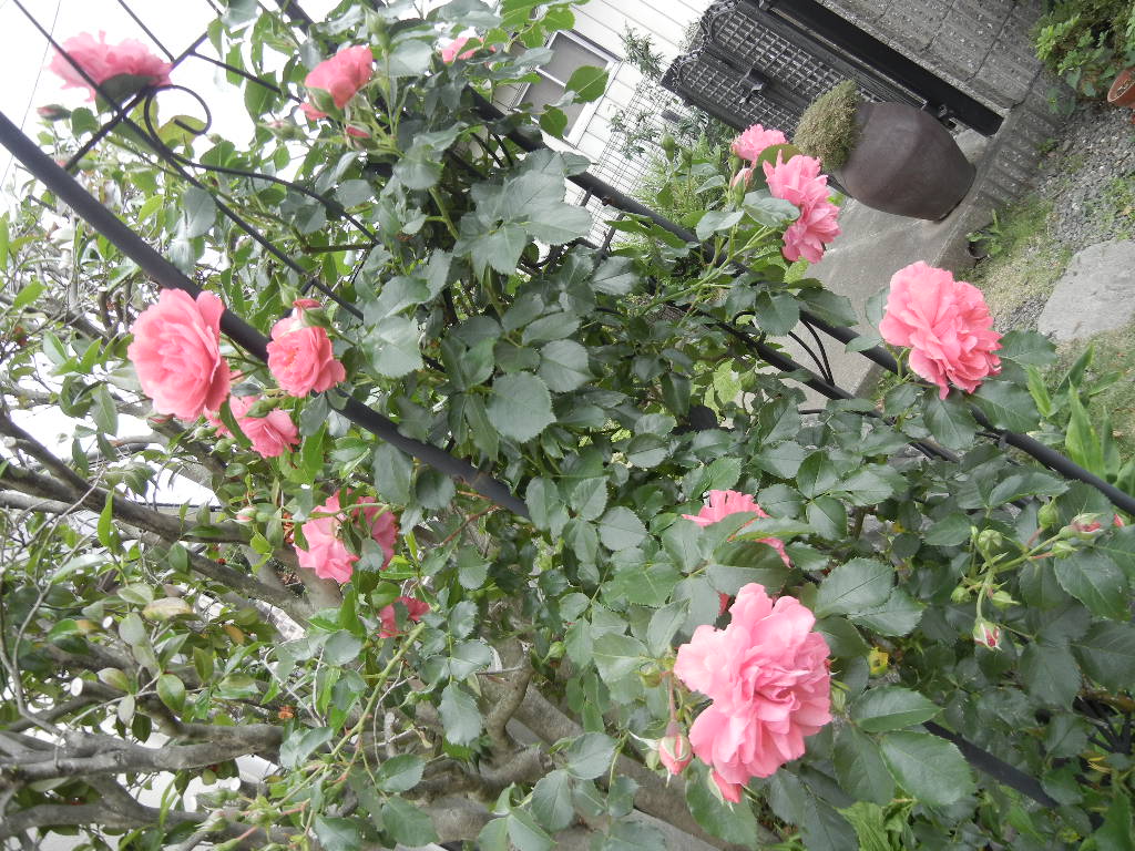 薔薇の季節♪_b0144891_18185292.jpg