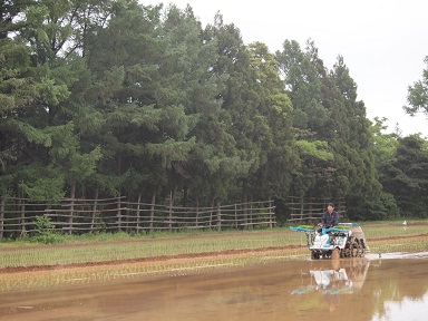 雨に植える_c0187298_2234990.jpg