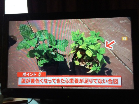 OH!バンデスの取材で、ハーブの鉢上げの解説しました。_d0072903_22145920.jpg