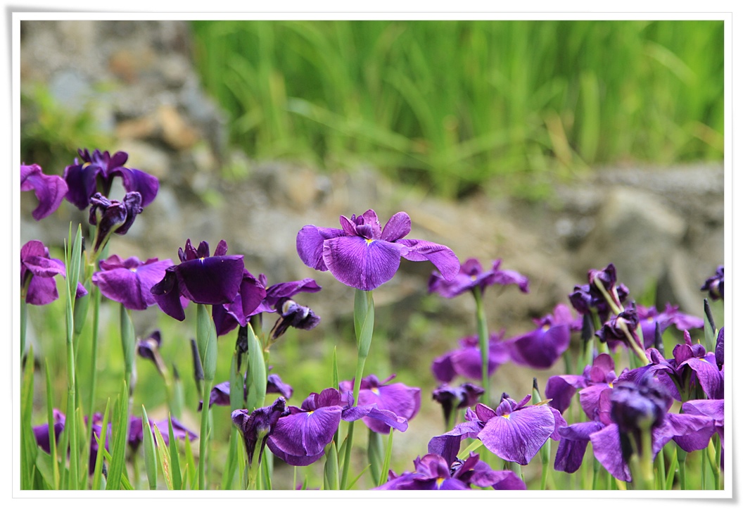 海の見える場所の小さな菖蒲園_a0057905_2153211.jpg