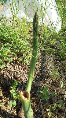 c0280206_8243036.jpg