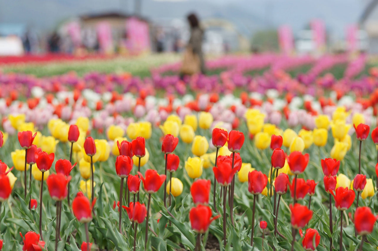 湧別町・かみゆうべつチューリップ公園2014_b0225108_2249529.jpg