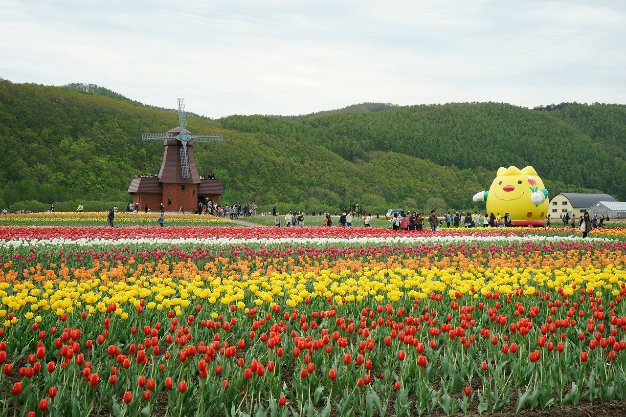 湧別町・かみゆうべつチューリップ公園2014_b0225108_2252120.jpg