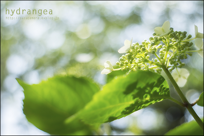 hydrangea_f0100215_23193159.jpg