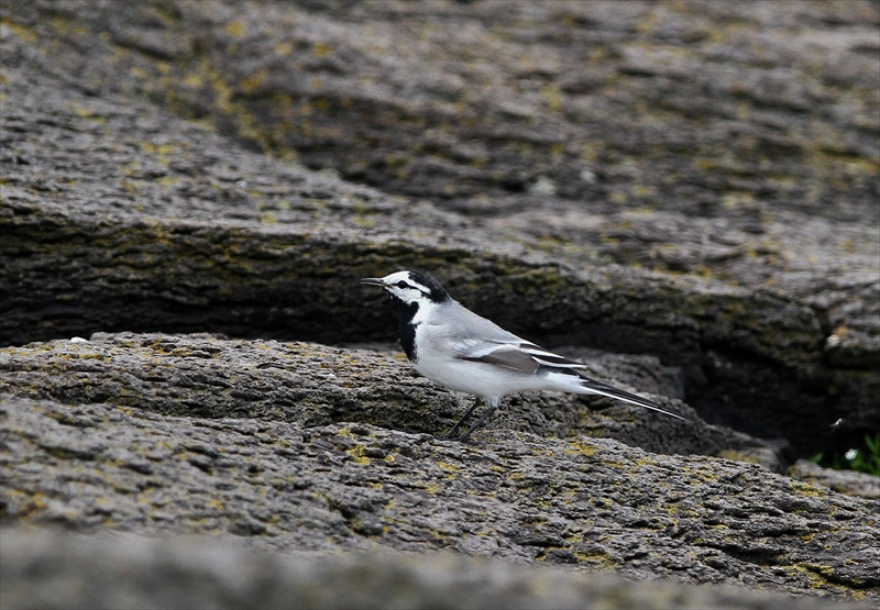 島の鳥たち その１_a0258117_0412592.jpg