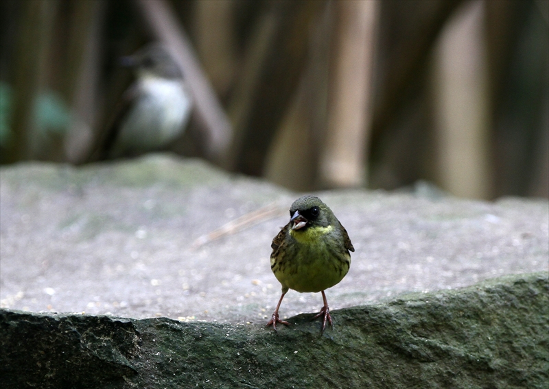 島の鳥たち その１_a0258117_0423876.jpg