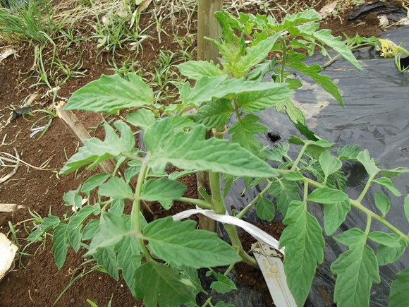 裏ワザ育成野菜のその後..._b0137932_1317227.jpg