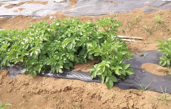 裏ワザ育成野菜のその後..._b0137932_13244486.jpg