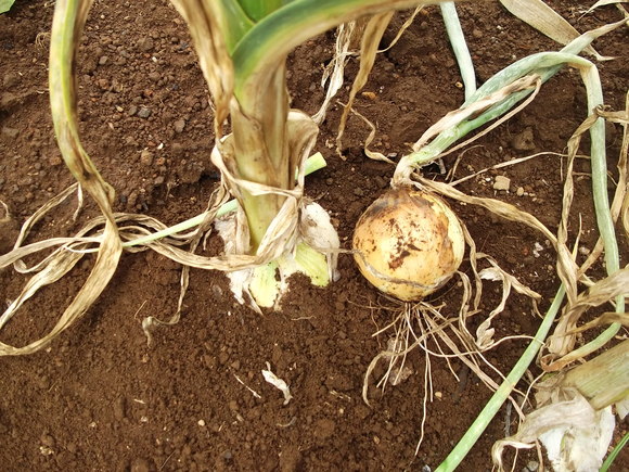 裏ワザ育成野菜のその後..._b0137932_13251921.jpg