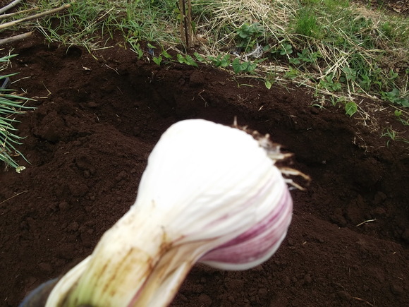 裏ワザ育成野菜のその後..._b0137932_13254284.jpg