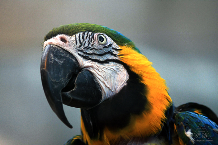 379 松江フォーゲルパーク ~鳥の動物園~_c0211532_12265937.jpg