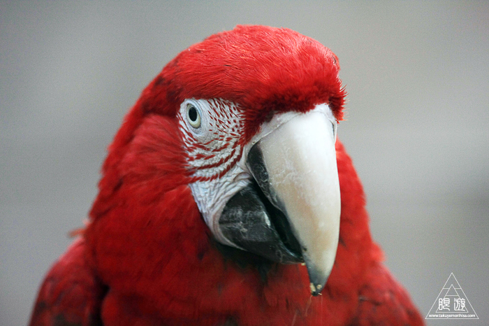 379 松江フォーゲルパーク ~鳥の動物園~_c0211532_12281225.jpg