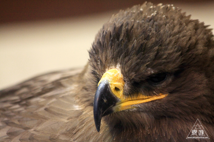 379 松江フォーゲルパーク ~鳥の動物園~_c0211532_12283872.jpg