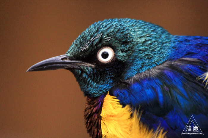 379 松江フォーゲルパーク ~鳥の動物園~_c0211532_12292672.jpg