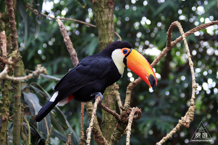 379 松江フォーゲルパーク ~鳥の動物園~_c0211532_17274381.jpg