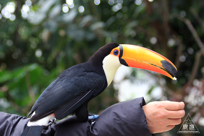 379 松江フォーゲルパーク ~鳥の動物園~_c0211532_17274667.jpg
