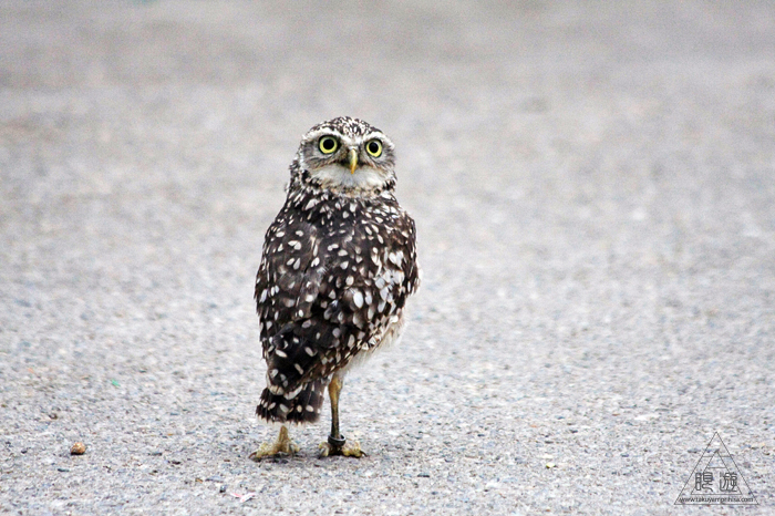 379 松江フォーゲルパーク ~鳥の動物園~_c0211532_1731255.jpg