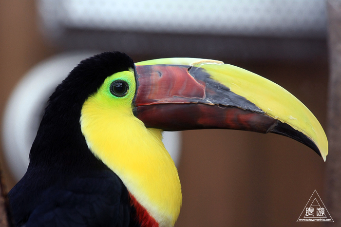 379 松江フォーゲルパーク ~鳥の動物園~_c0211532_17315615.jpg