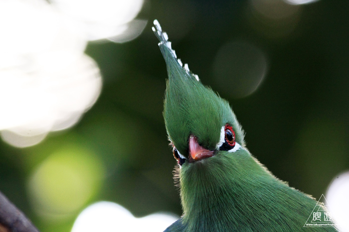379 松江フォーゲルパーク ~鳥の動物園~_c0211532_1733151.jpg