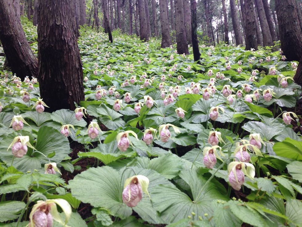 幻の花　クマガイソウ_d0169732_8431640.jpg