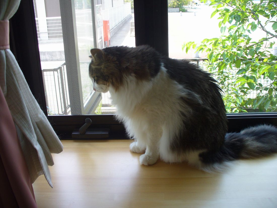 今日は27.7℃_f0275632_2156959.jpg