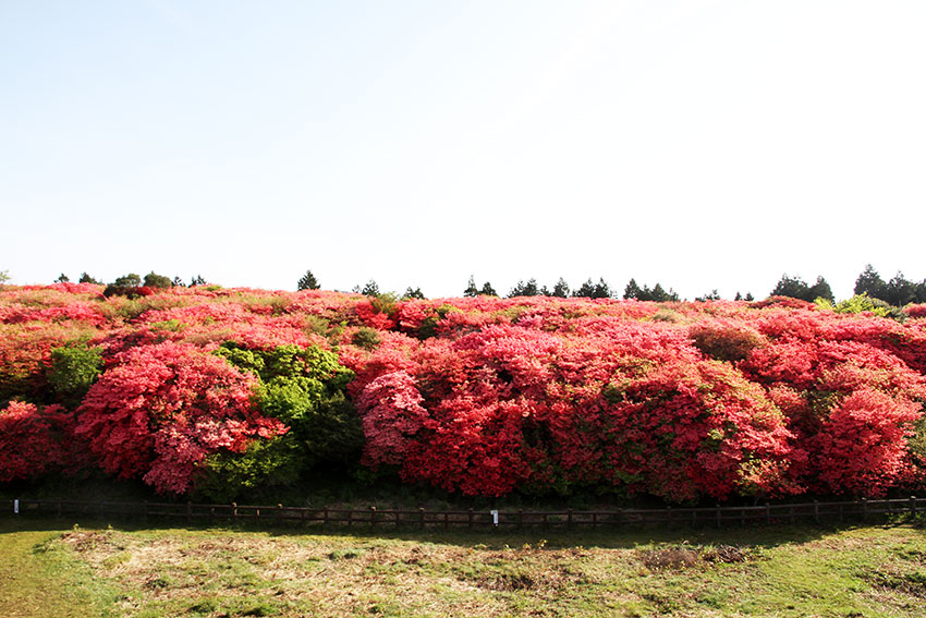 2014年　船窪つつじ公園♪_d0058941_190132.jpg