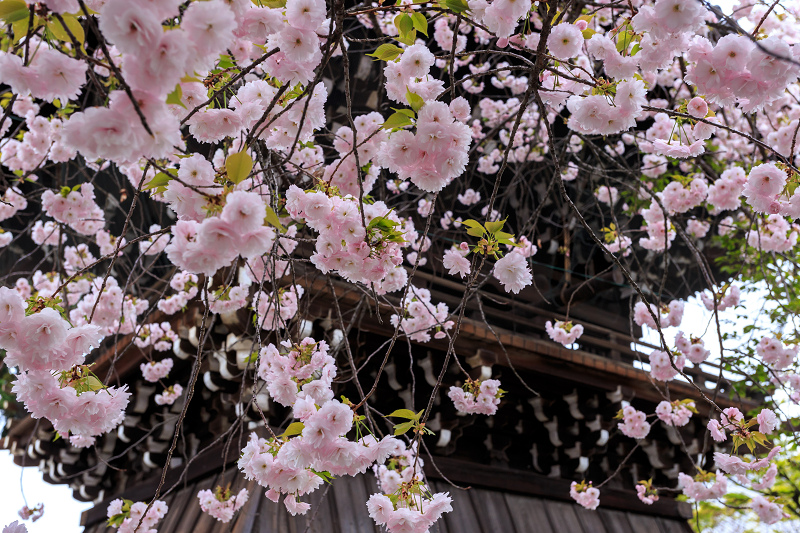 西陣・晩春桜めぐり(雨宝院・妙蓮寺・妙顕寺)_f0155048_19225654.jpg