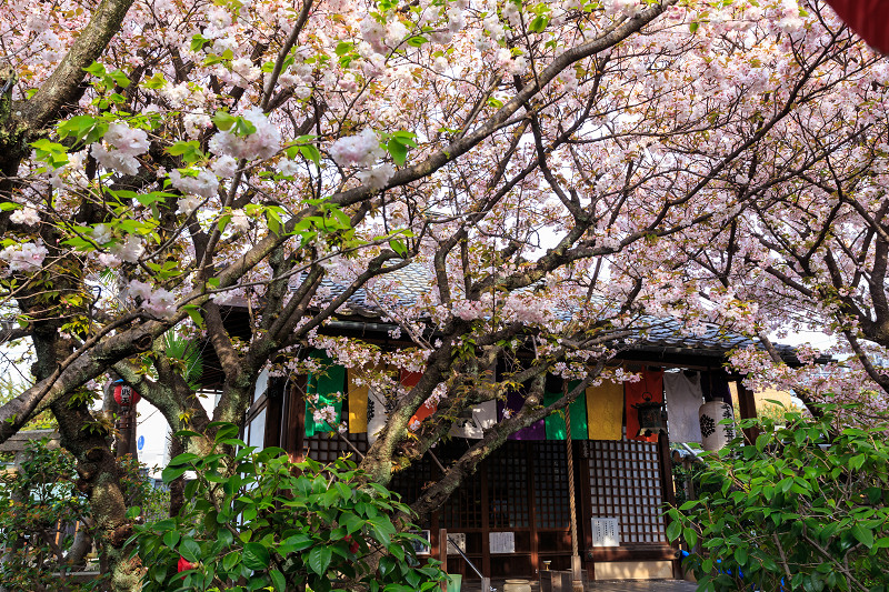 西陣・晩春桜めぐり(雨宝院・妙蓮寺・妙顕寺)_f0155048_19231947.jpg