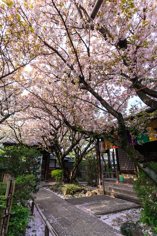 西陣・晩春桜めぐり（雨宝院・妙蓮寺・妙顕寺） : 花景色－K.W.C.