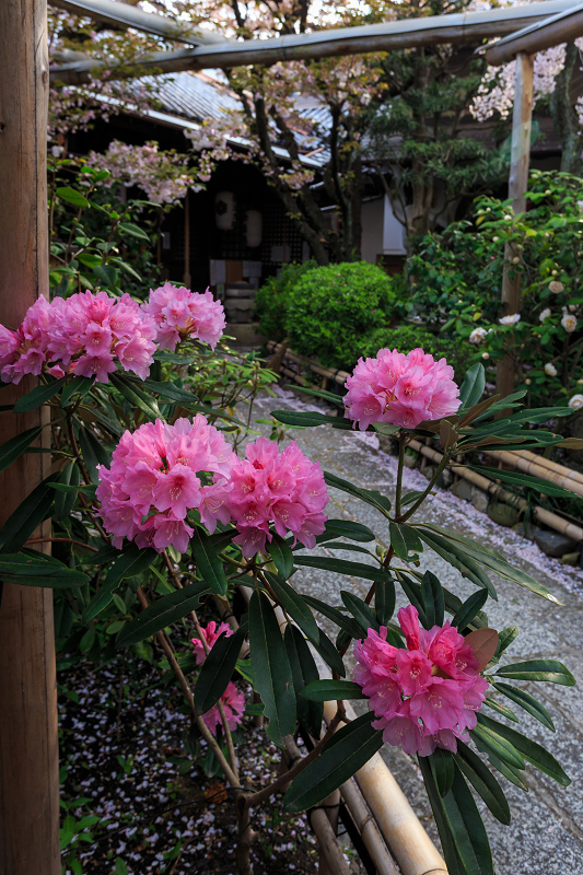 西陣・晩春桜めぐり(雨宝院・妙蓮寺・妙顕寺)_f0155048_19233715.jpg