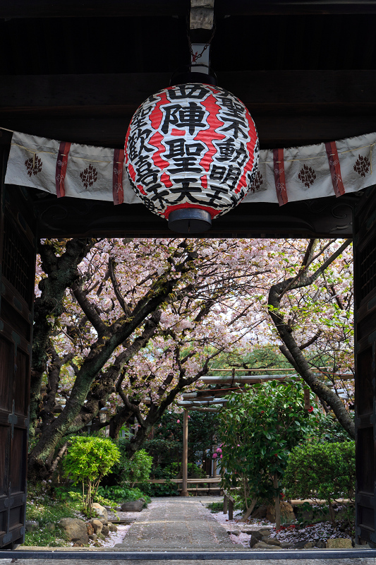 西陣・晩春桜めぐり(雨宝院・妙蓮寺・妙顕寺)_f0155048_1923436.jpg