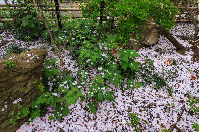 西陣・晩春桜めぐり(雨宝院・妙蓮寺・妙顕寺)_f0155048_19242231.jpg