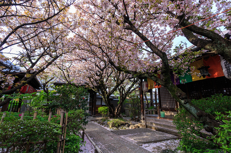 西陣・晩春桜めぐり(雨宝院・妙蓮寺・妙顕寺)_f0155048_19245431.jpg