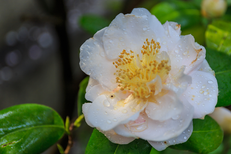 西陣・晩春桜めぐり(雨宝院・妙蓮寺・妙顕寺)_f0155048_1927195.jpg