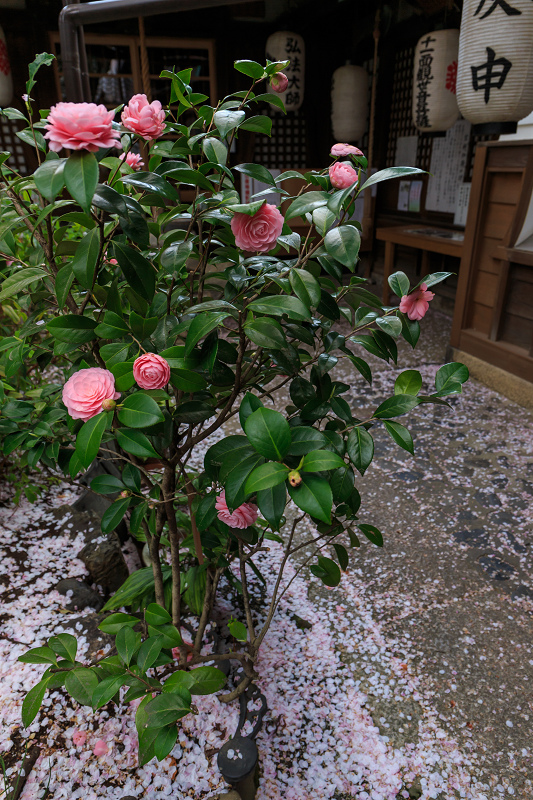 西陣・晩春桜めぐり(雨宝院・妙蓮寺・妙顕寺)_f0155048_19272870.jpg