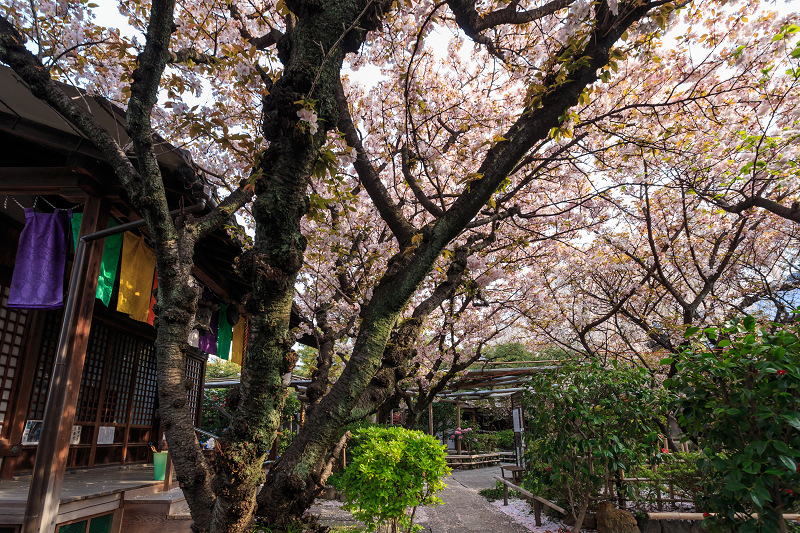 西陣・晩春桜めぐり(雨宝院・妙蓮寺・妙顕寺)_f0155048_1927814.jpg